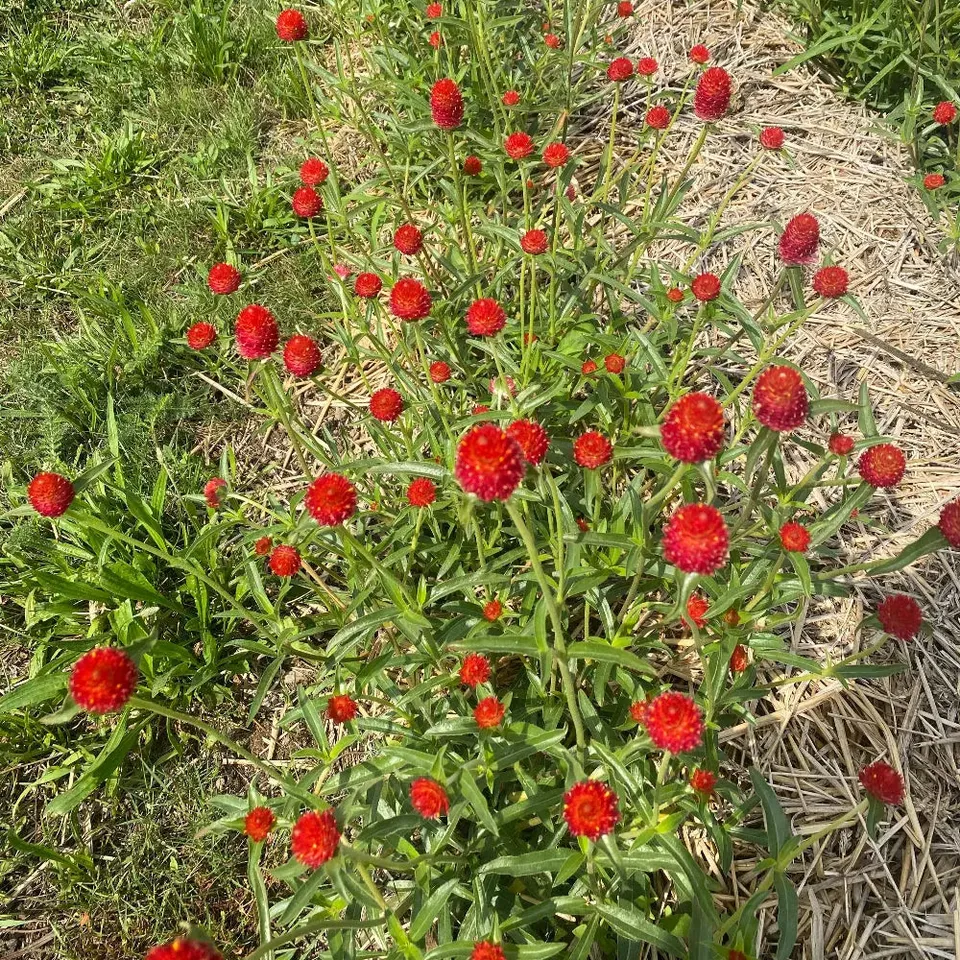 ferme-de-sainte-marthe-gomphrena-strawberry-fair-graines-bio image 1