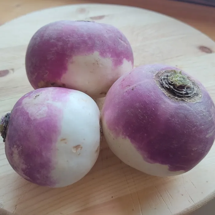 les-semences-de-l-ombelle-navet-blanc-globe-collet-violet-bio-graines image 1