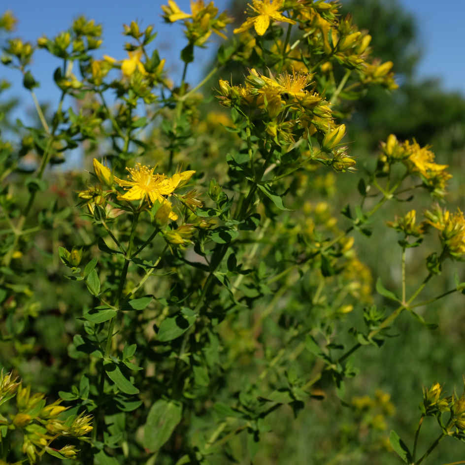 la-bo-te-graines-millepertuis-commun-graines-fleurs-bio-jaune image 4