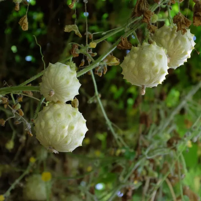 la-bo-te-graines-kiwano-rond-blanc-bio-graines-fruit-exotique image 1