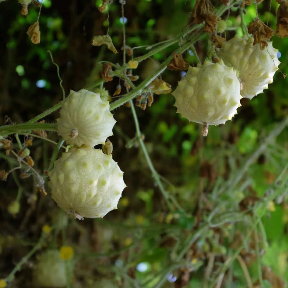 la-bo-te-graines-kiwano-rond-blanc-bio-graines-fruit-exotique image 1