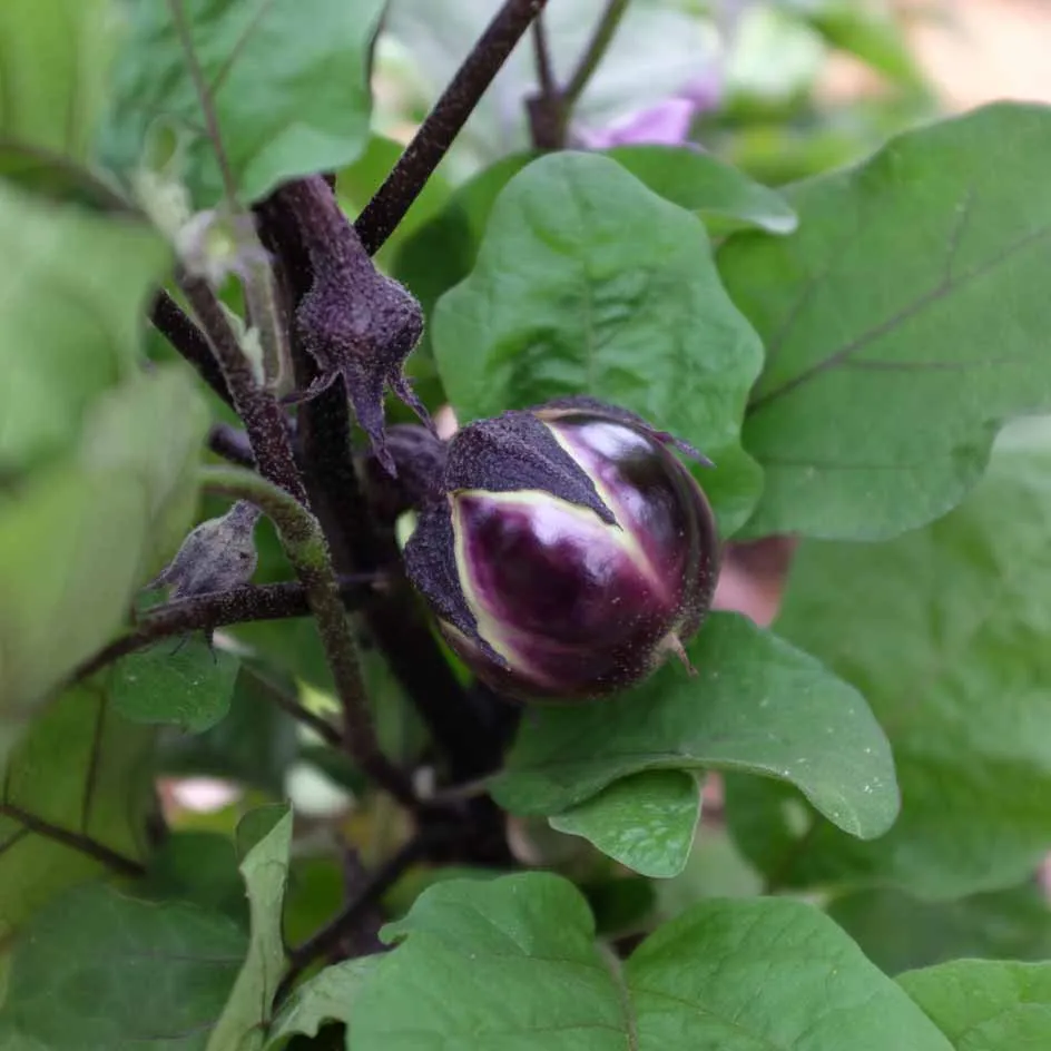 la-bo-te-graines-graines-l-gumes-ronde-de-valence-aubergine-bio image 1