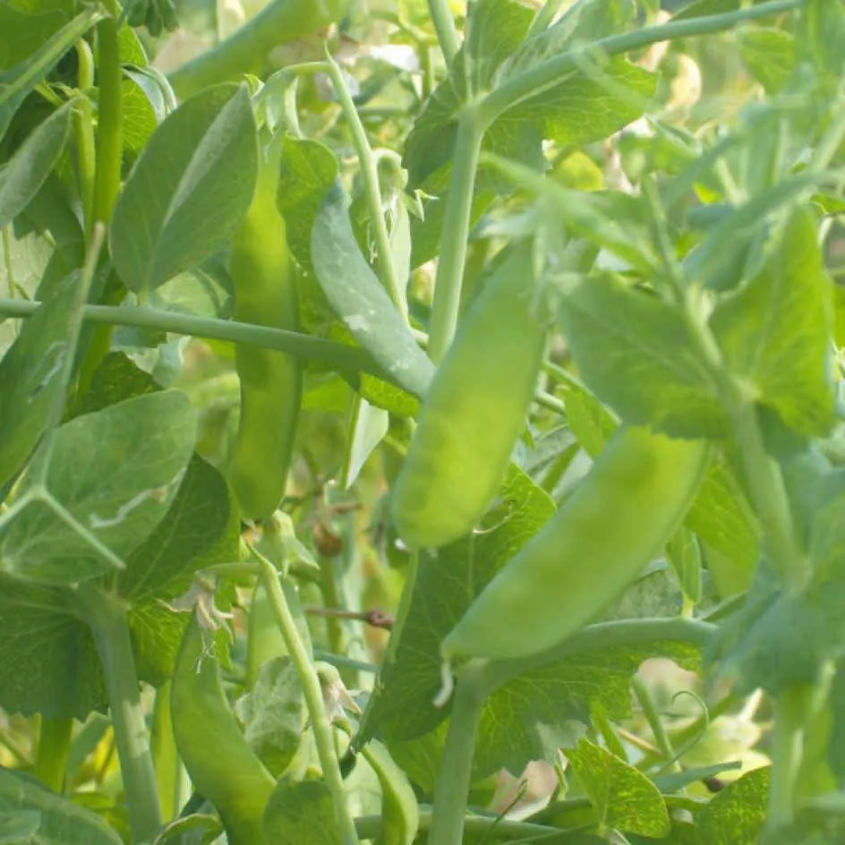 la-bo-te-graines-graines-l-gumes-norli-graines-pois-gourmand-bio image 1