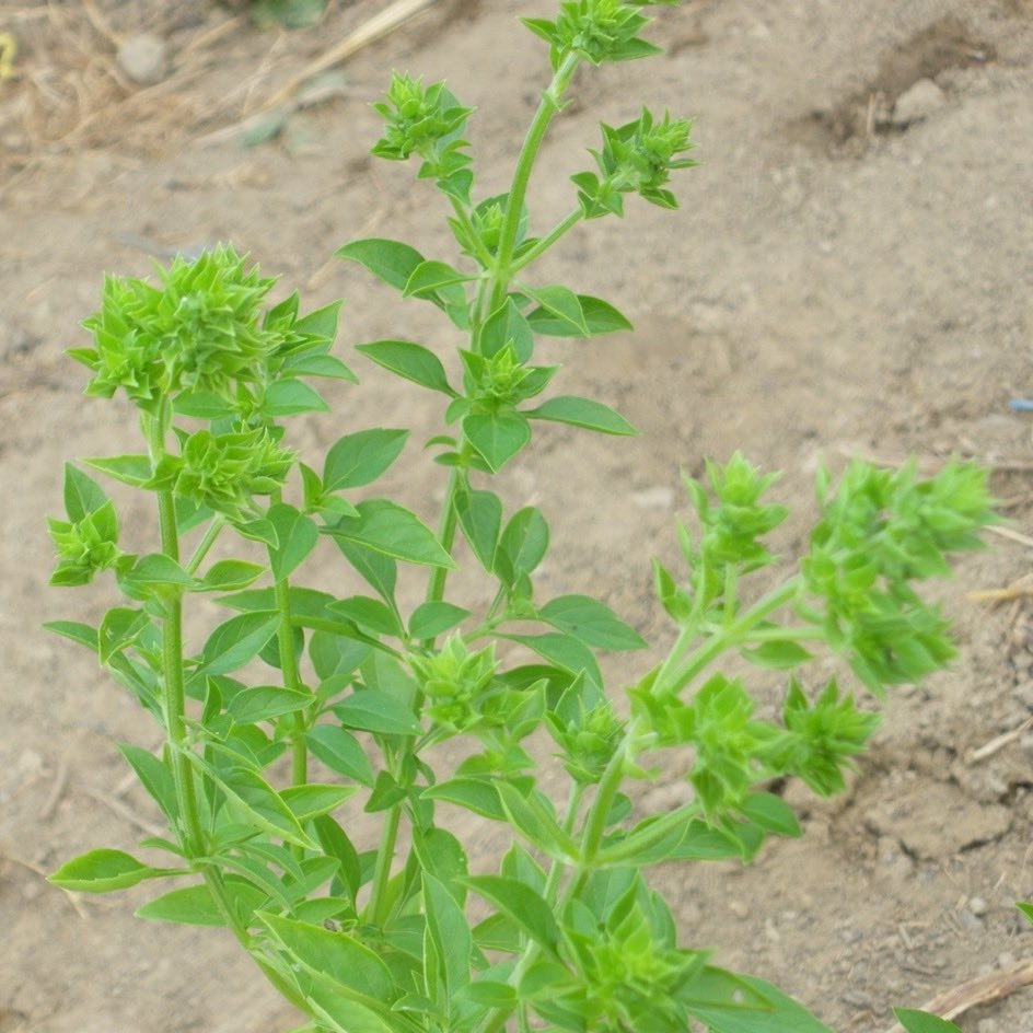 la-bo-te-graines-basilic-fin-vert-bio-graines-aromatiques-pot image 2