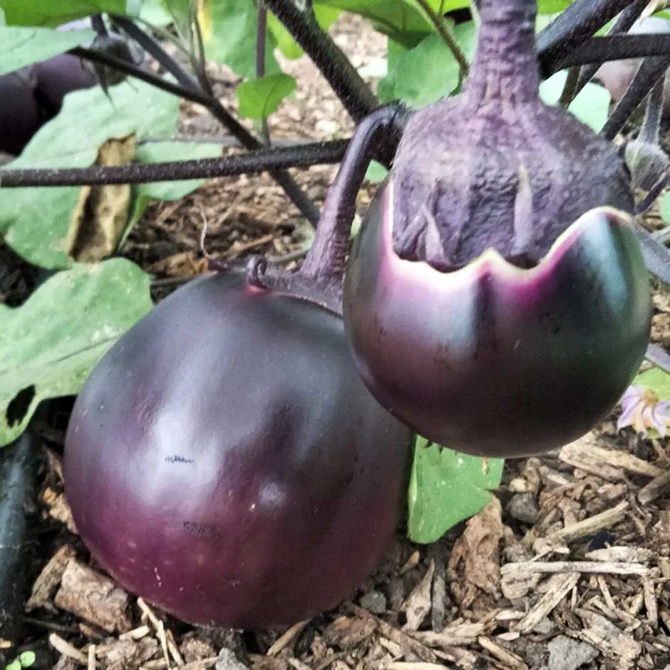 la-bo-te-graines-aubergine-kono-bio-graines-mini-violette-pot image 1