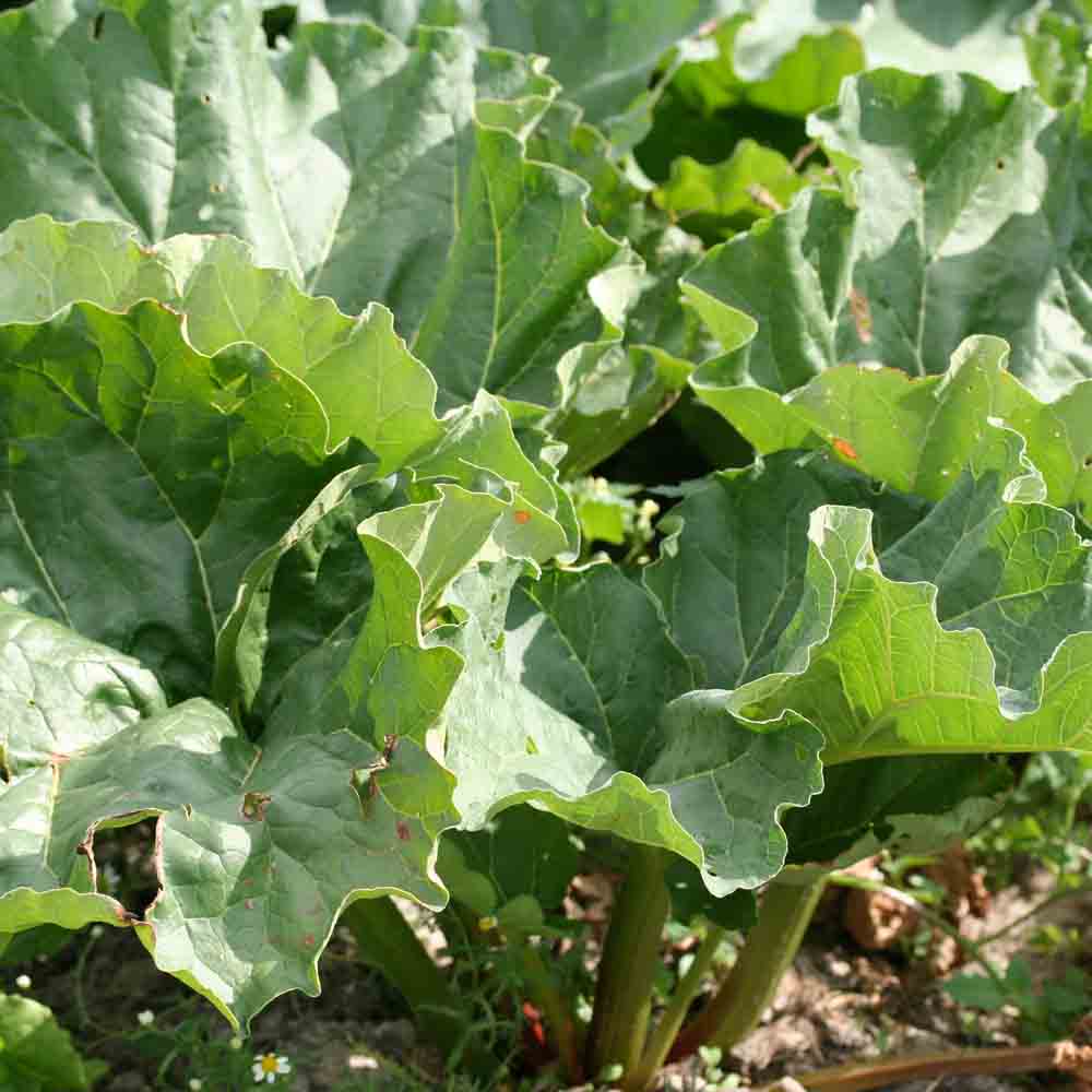 ferme-de-sainte-marthe-victoria-plant-rhubarbe-bio-vivace image 2