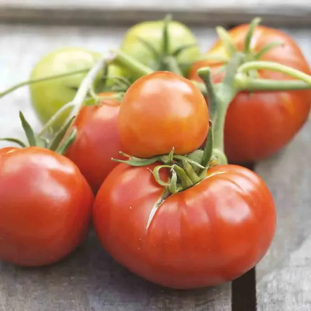 ferme-de-sainte-marthe-matina-graines-de-tomate-bio-h-tive image 1