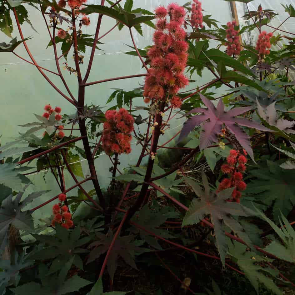la-bo-te-graines-ricin-impala-bio-graines-fleurs-feuillage-rouge image 1