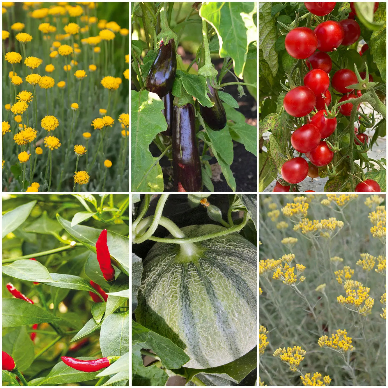 ferme-de-sainte-marthe-potager-ardent-collection-graines-potag-res image 1