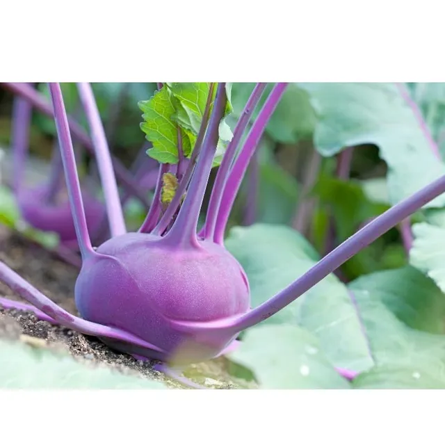 graines-bocquet-chou-rave-delikatess-blauer-graines-1g-violet image 1
