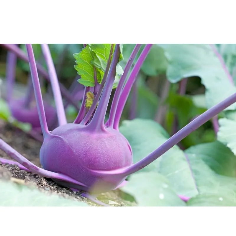 graines-bocquet-chou-rave-delikatess-blauer-graines-1g-violet image 1