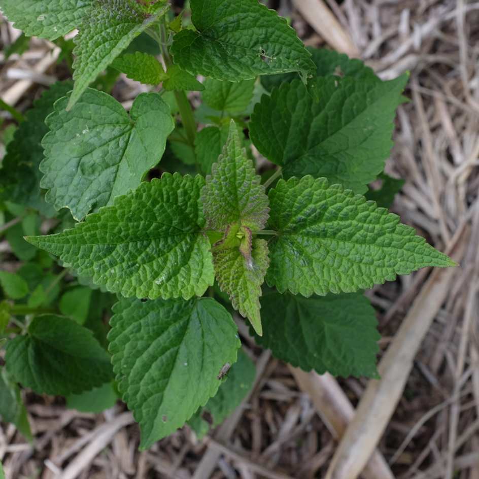 la-bo-te-graines-agastache-foeniculum-bio-graines-aromatiques image 2