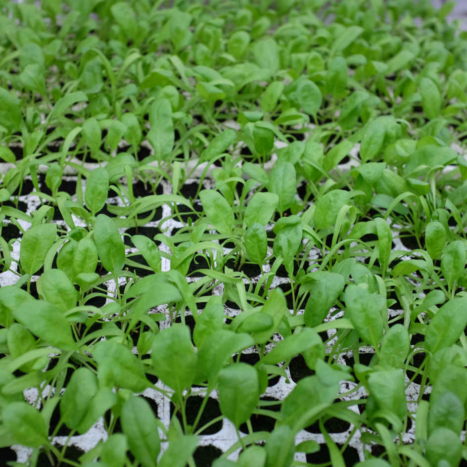 la-bo-te-graines-graines-l-gumes-pinard-g-ant-d-hiver-bio-rustique image 2