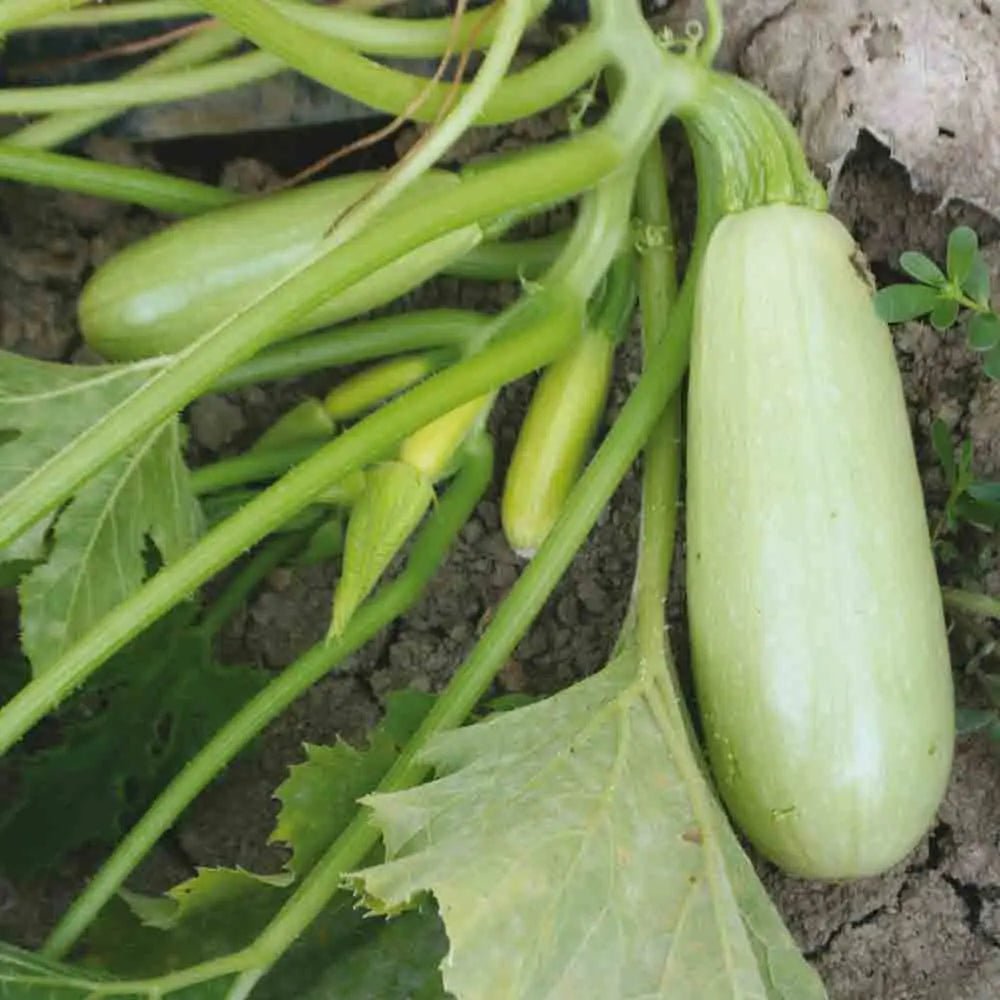 ferme-de-sainte-marthe-blanche-de-trieste-courgette-graines-bio image 1
