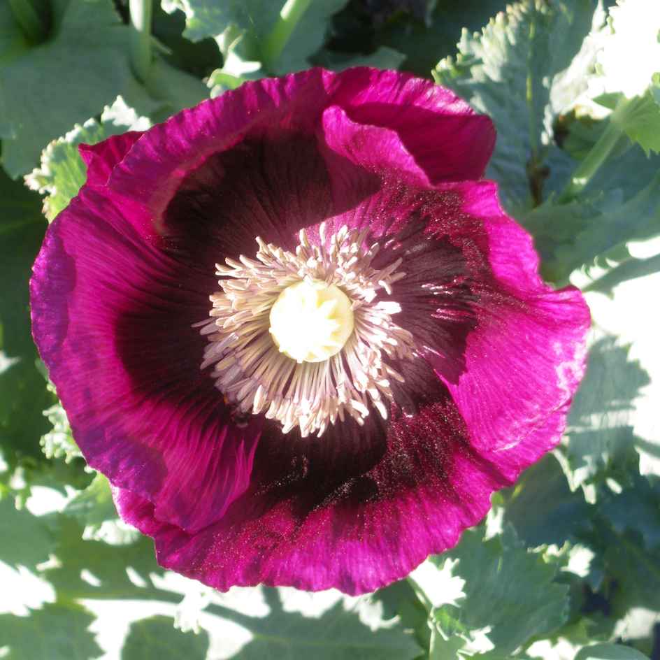 la-bo-te-graines-graines-fleurs-pavot-lauren-s-grape-bio-violet image 1