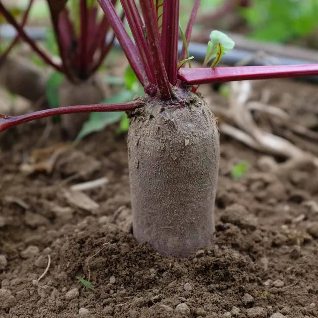 la-bo-te-graines-betterave-forono-bio-graines-l-gumes-cylindrique image 1