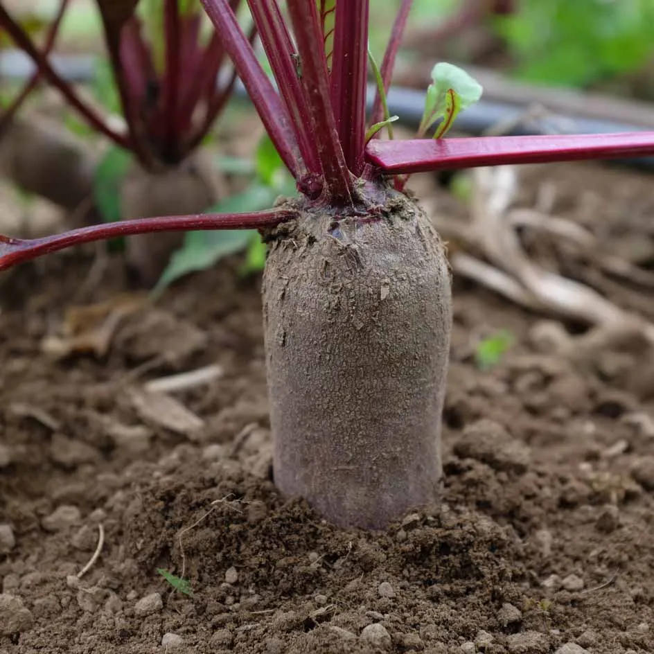 la-bo-te-graines-betterave-forono-bio-graines-l-gumes-cylindrique image 1