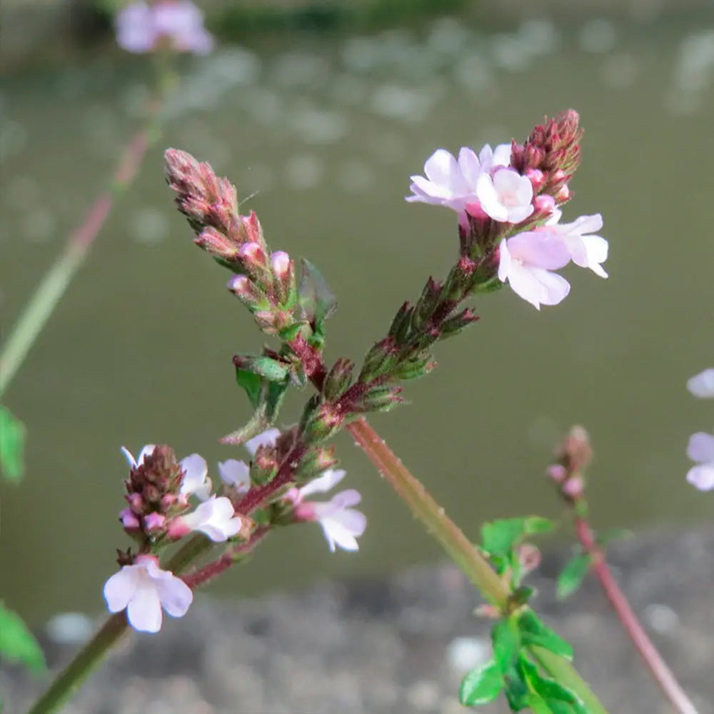 ferme-de-sainte-marthe-verveine-officinale-graines-de-fleurs-bio-infusion image 1
