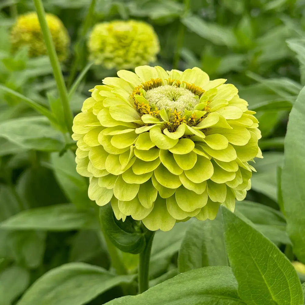 ferme-de-sainte-marthe-zinnia-green-envy-plant-bio-fleur-verte image 2