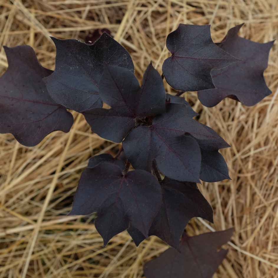 la-bo-te-graines-coton-black-beauty-graines-fleurs-bio-en-pot image 3