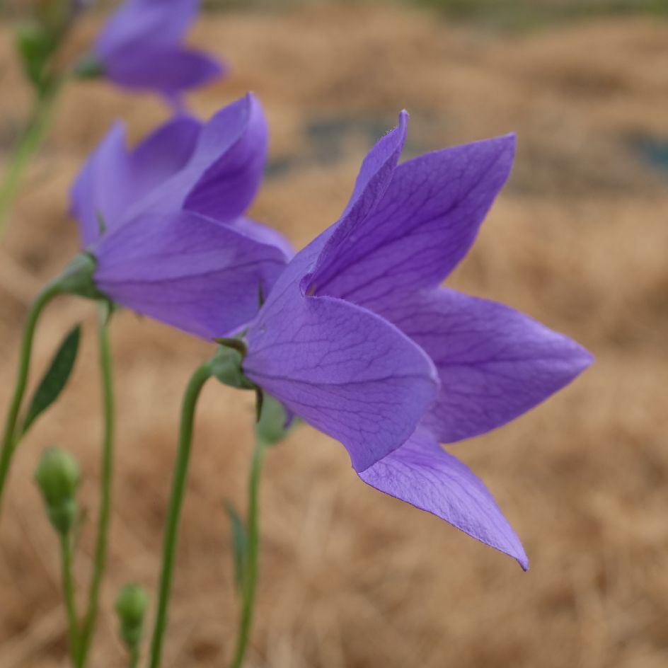 la-bo-te-graines-graines-fleurs-platycodon-grandiflora-graines-bleue-bio image 6