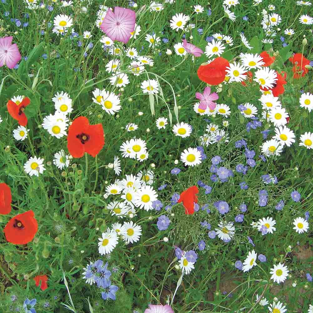 ferme-de-sainte-marthe-flore-fran-aise-m-lange-fleuri-graines-nt image 1