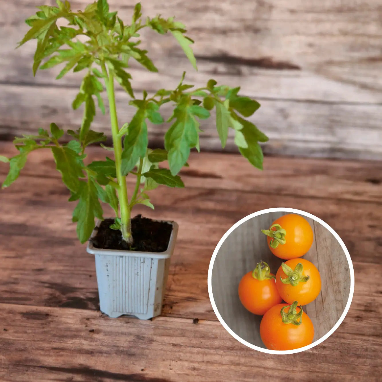 ferme-de-sainte-marthe-plants-bio-orange-bourgoin-plant-tomate-sucr-e image 1