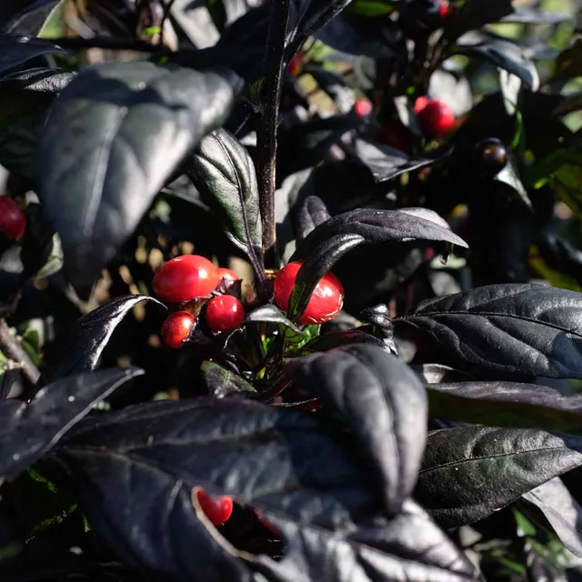 la-bo-te-graines-piment-black-pearl-graines-l-gumes-bio-fort image 1