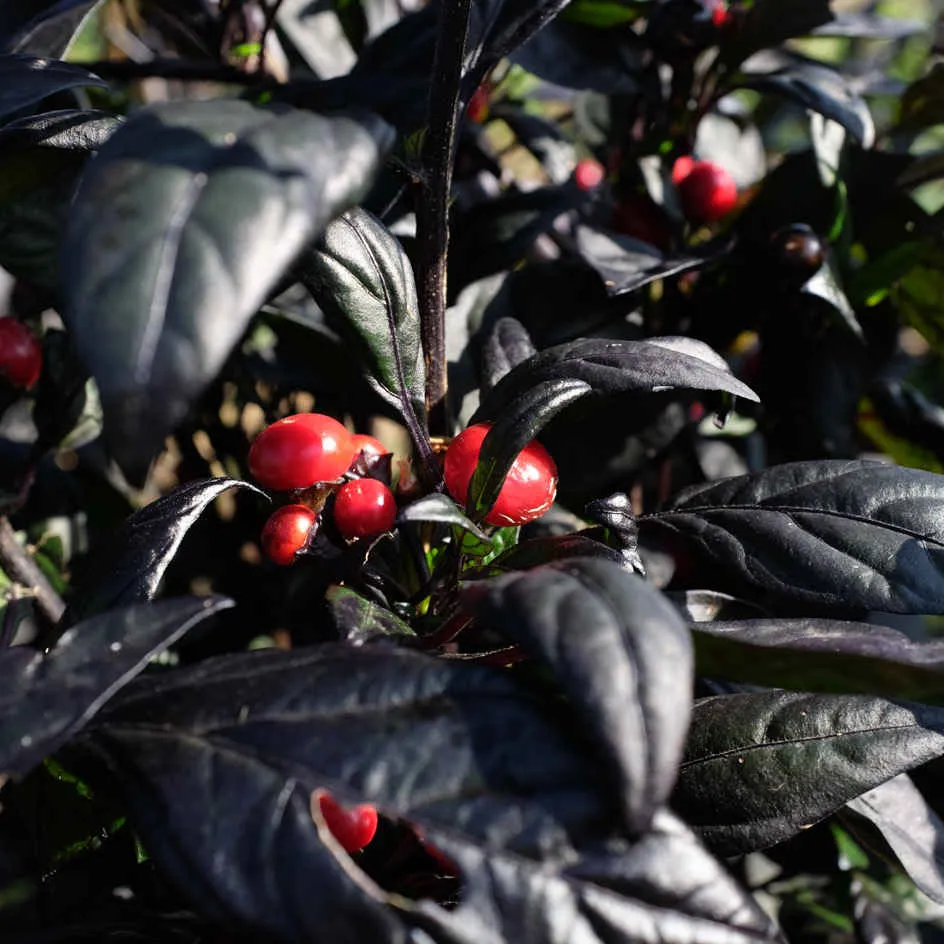 la-bo-te-graines-piment-black-pearl-graines-l-gumes-bio-fort image 1