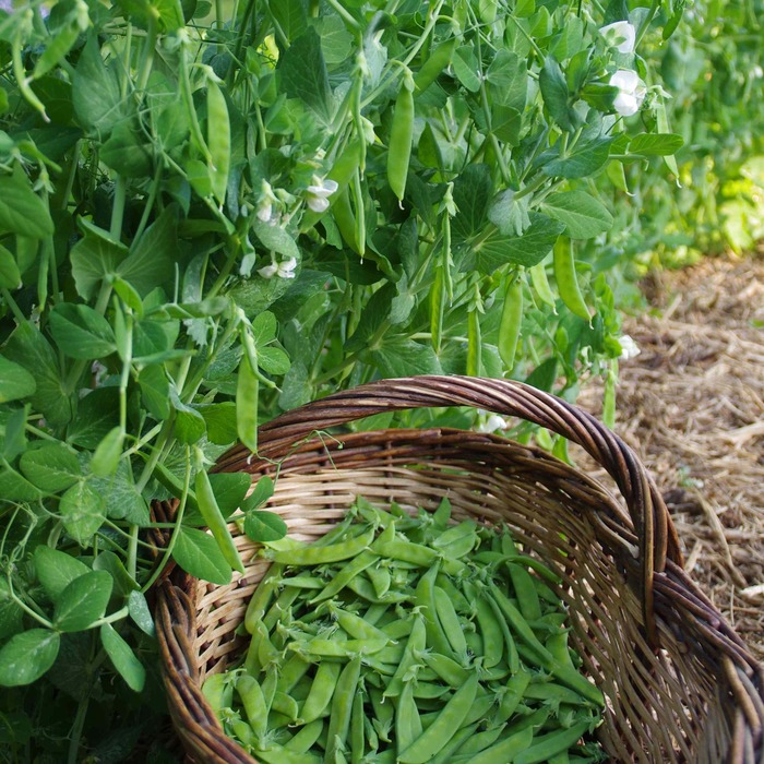les-semences-de-l-ombelle-norli-pois-mangetout-graines-bio image 1