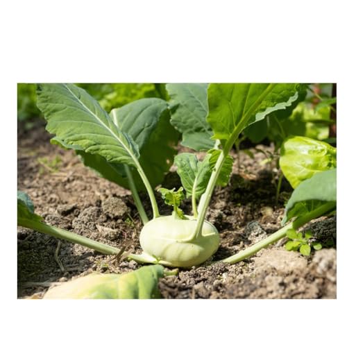 graines-bocquet-chou-rave-superschmelz-graines-1-g-tendre image 2