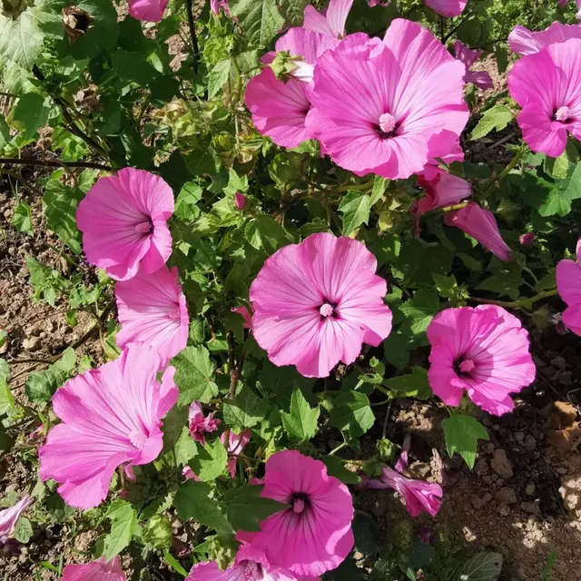 les-semences-de-l-ombelle-lavat-re-rose-graines-fleurs-bio image 1