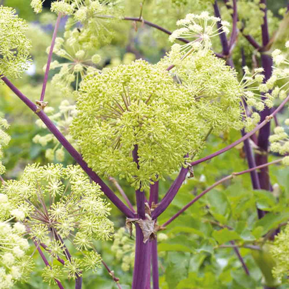 ferme-de-sainte-marthe-ang-lique-officinale-graines-bio image 1