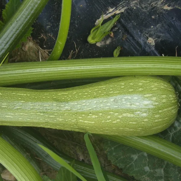 la-bo-te-graines-courgette-genovese-graines-bio-vert-clair image 1