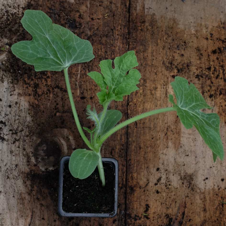 la-bo-te-graines-past-que-sugar-baby-graines-l-gumes-bio-sucr-e image 2