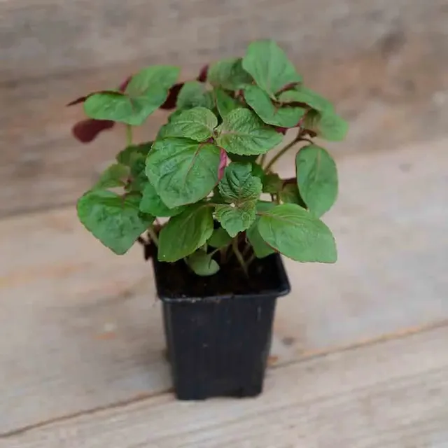 ferme-de-sainte-marthe-perilla-cor-e-bicolore-plant-bio image 1