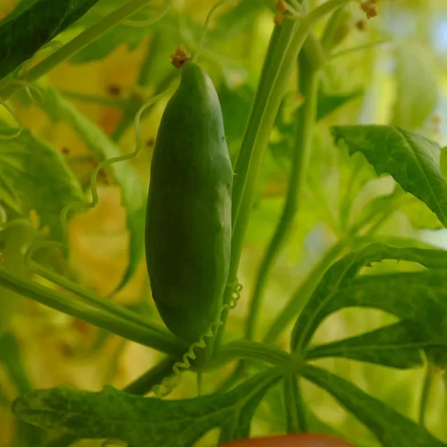 la-bo-te-graines-cyclanth-re-bio-graines-l-gumes-grimpant image 1
