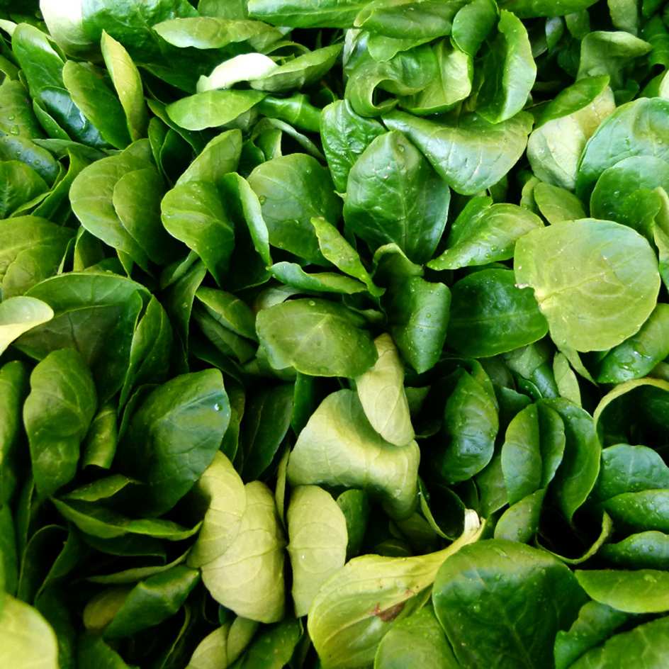 la-bo-te-graines-graines-l-gumes-m-che-etampes-bio-r-sistante image 1