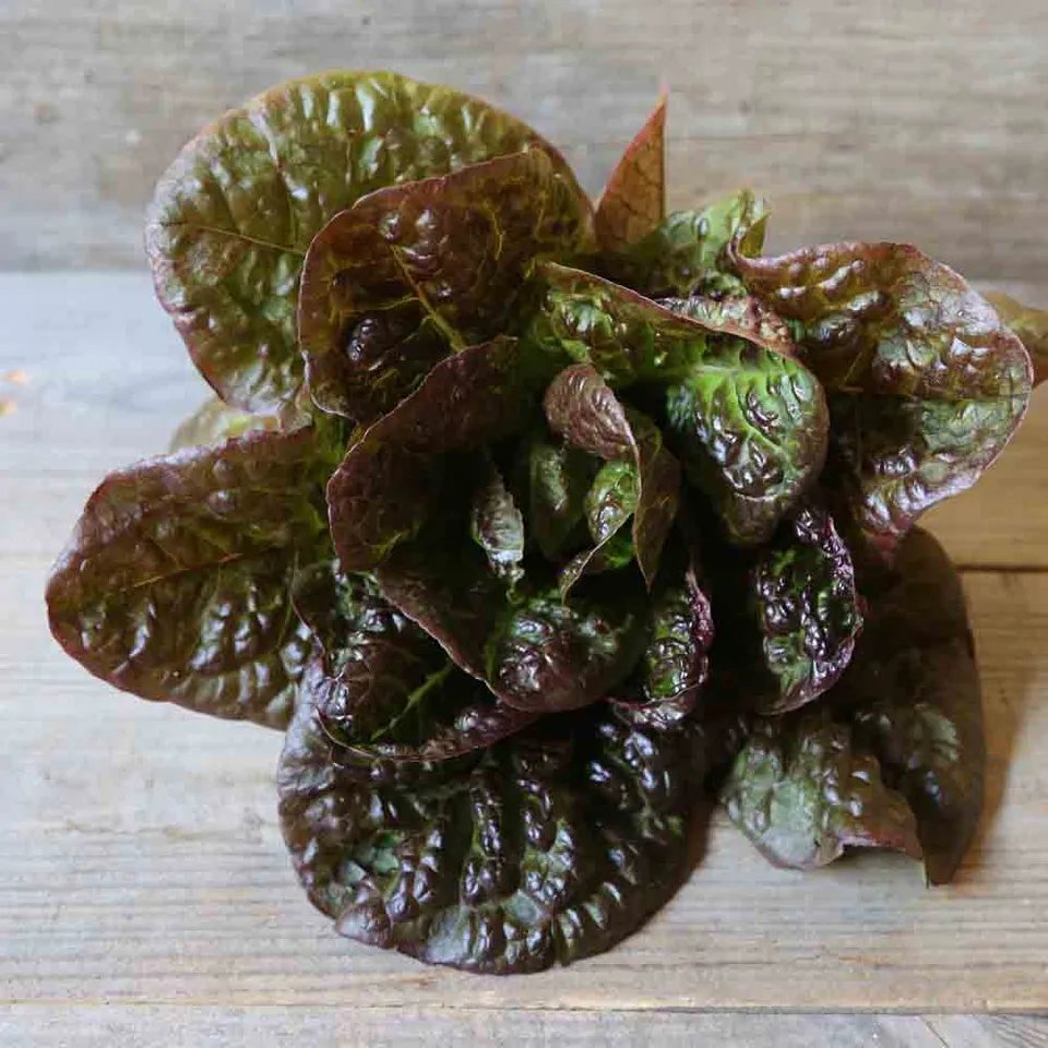 ferme-de-sainte-marthe-laitue-romaine-little-leprechaun-ab-bio image 1