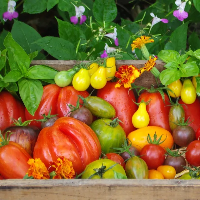 les-semences-de-l-ombelle-arc-en-ciel-de-tomates-coffret-bio-5-sachets image 1