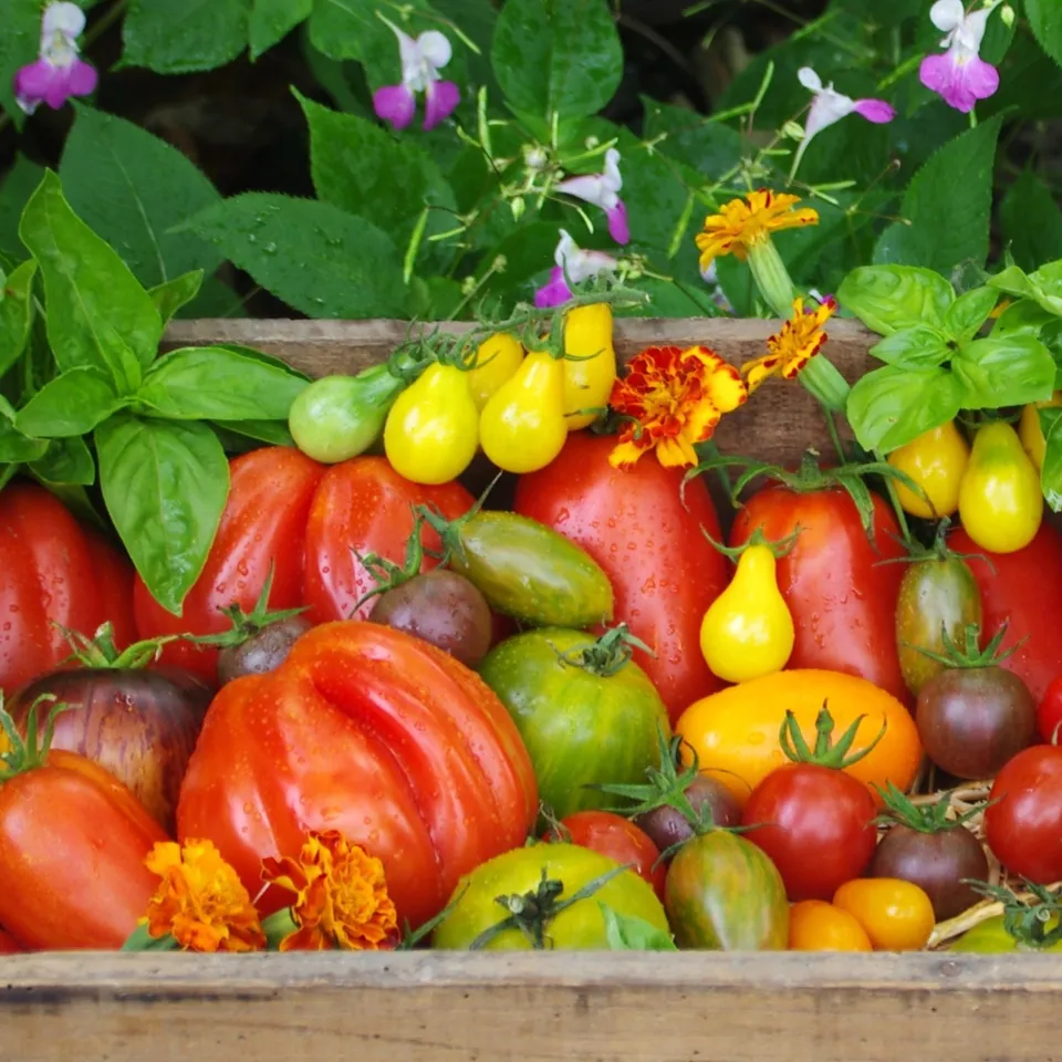 les-semences-de-l-ombelle-arc-en-ciel-de-tomates-coffret-bio-5-sachets image 1