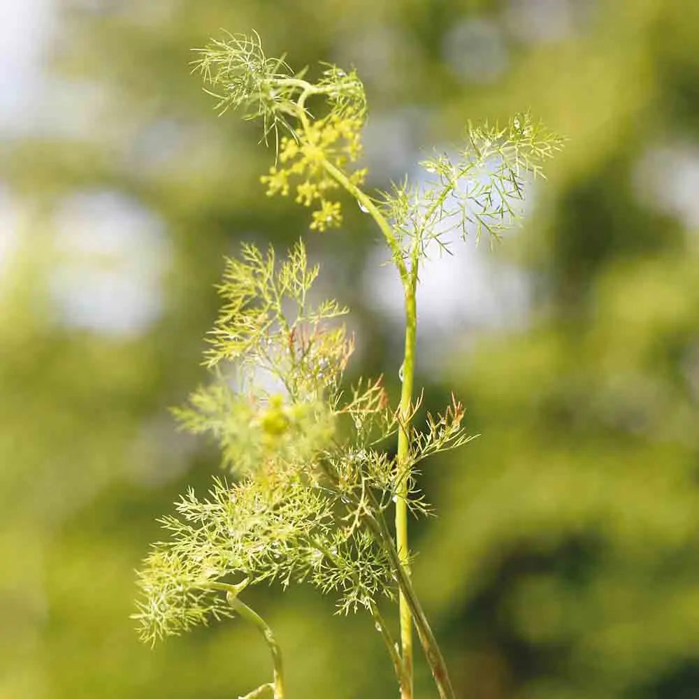 ferme-de-sainte-marthe-aneth-officinale-ab-graines-aromatiques-bio image 1