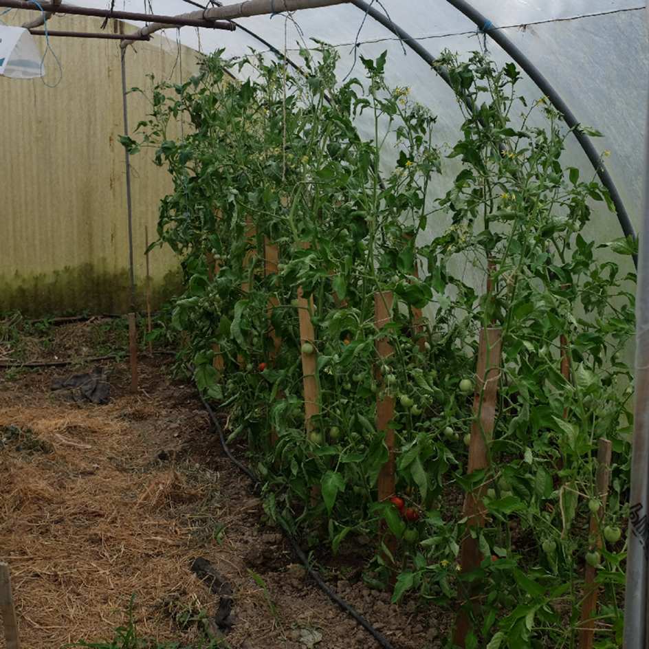 la-bo-te-graines-glacier-graines-tomate-bio-pr-coce-pot image 3