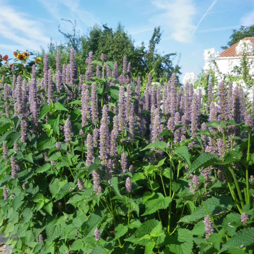 la-bo-te-graines-agastache-foeniculum-bio-graines-aromatiques image 1