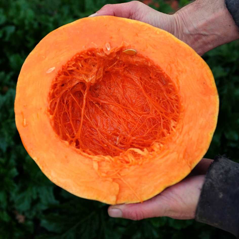 la-bo-te-graines-bambina-gigante-graines-courge-bio-g-ante image 2