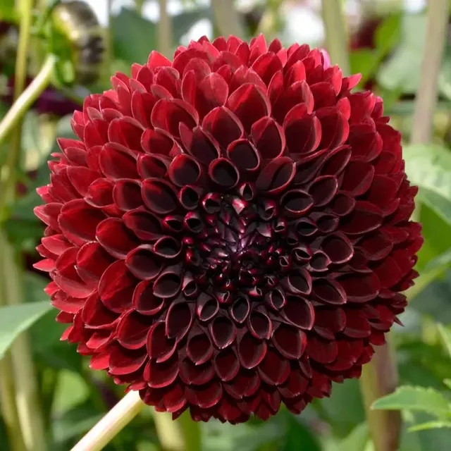 ferme-de-sainte-marthe-dahlia-balle-jowey-mirella-bulbe-rose image 1