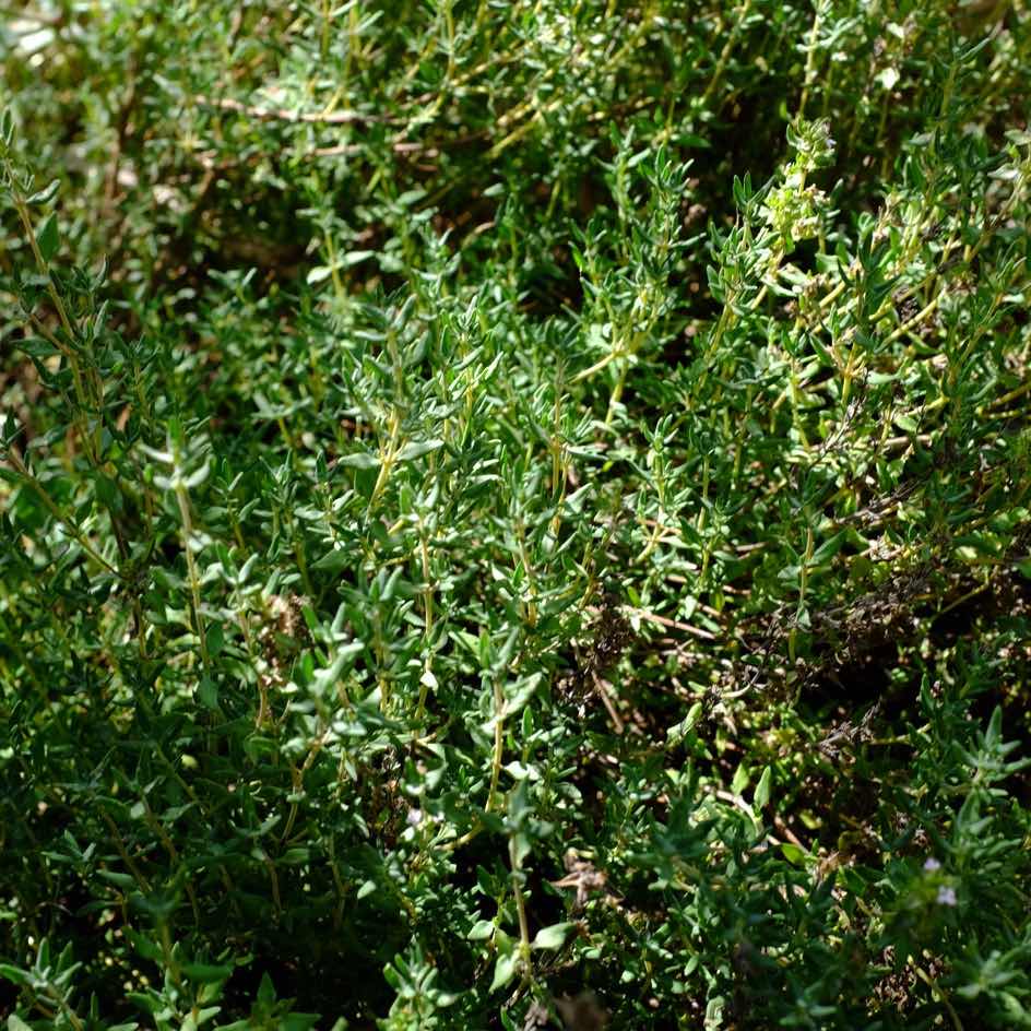 la-bo-te-graines-thym-commun-bio-graines-aromatiques-tisane image 3