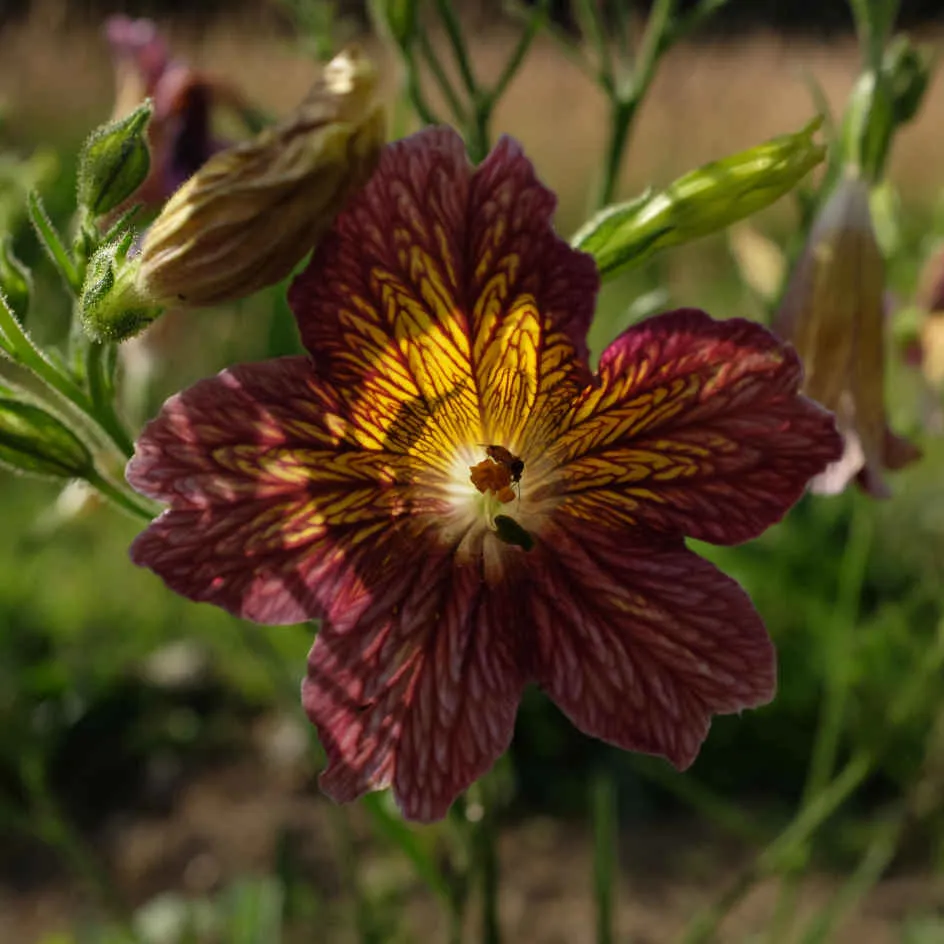 la-bo-te-graines-salpiglossis-sinuata-m-lange-graines-fleurs-bio image 1