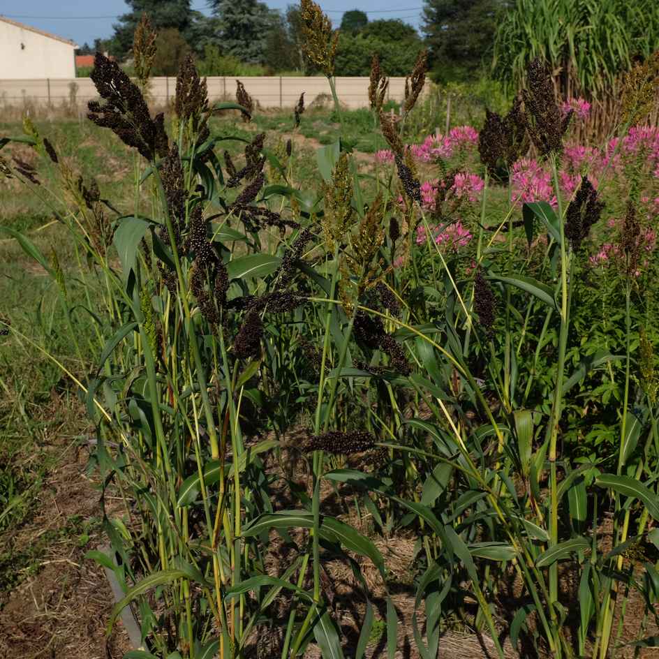 la-bo-te-graines-graines-l-gumes-sorgho-black-falcon-bio image 2