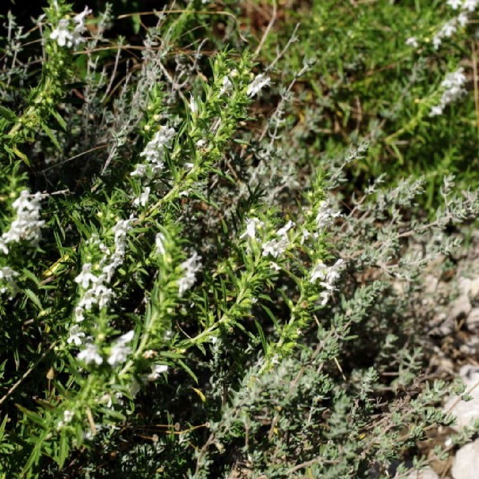 la-bo-te-graines-sarriette-montagnes-graines-bio-vivace image 1